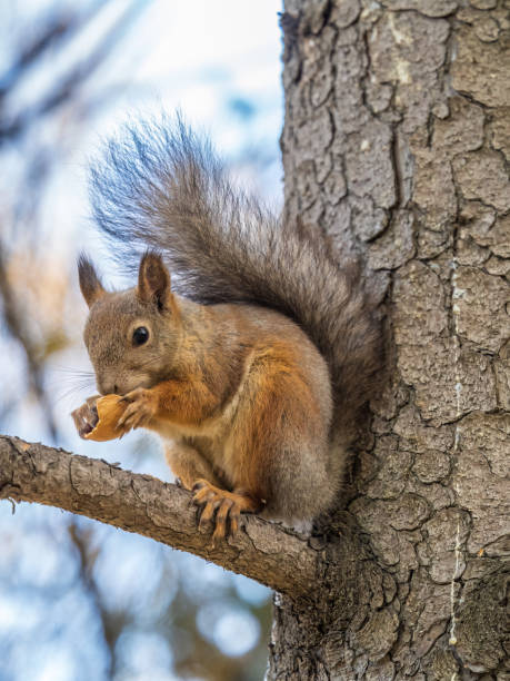 istock The squirrel with nut sits on tree in the autumn. Eurasian red squirrel, Sciurus vulgaris. 1471550301