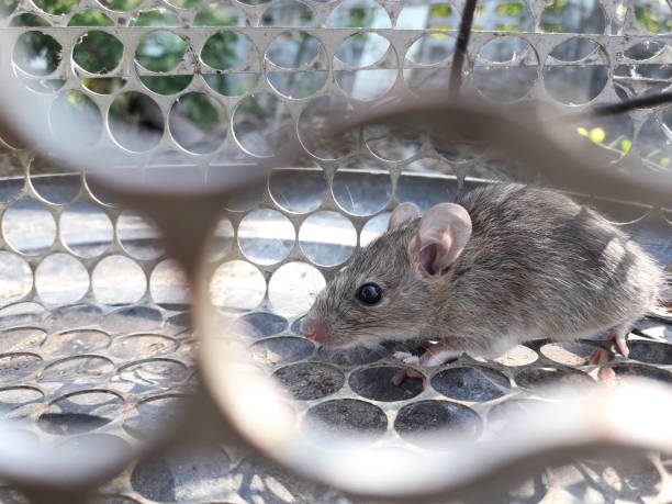 istock Rat in cage mousetrap 1471550390