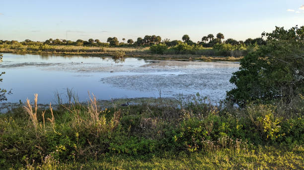 istock A Sunny Day at a Florida Lagoon 1471550975
