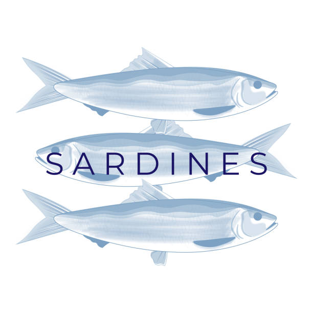 ilustrações de stock, clip art, desenhos animados e ícones de simple sardine fish vector illustration in blue color - fish oil illustrations