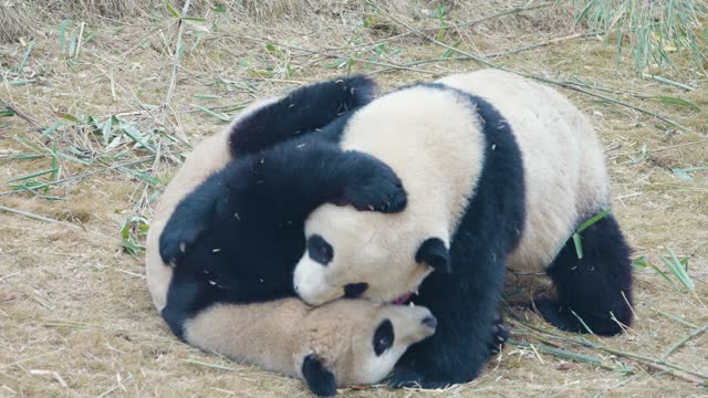 Giant pandas are fighting
