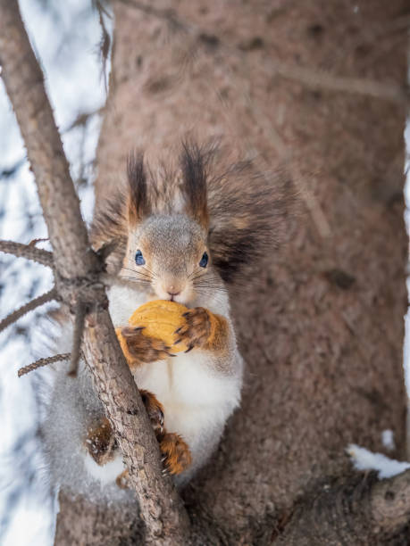istock The squirrel with nut sits on tree in the winter or late autumn. 1471552246