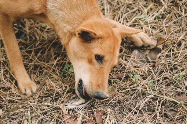 istock hungry homeless dog 1471552427