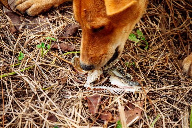 istock hungry homeless dog 1471552429