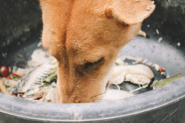 istock hungry homeless dog 1471552448