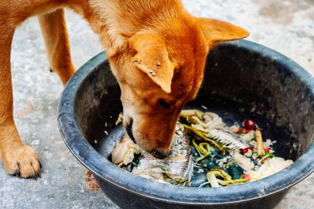 istock hungry homeless dog 1471552479
