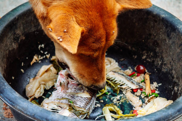 istock hungry homeless dog 1471553112