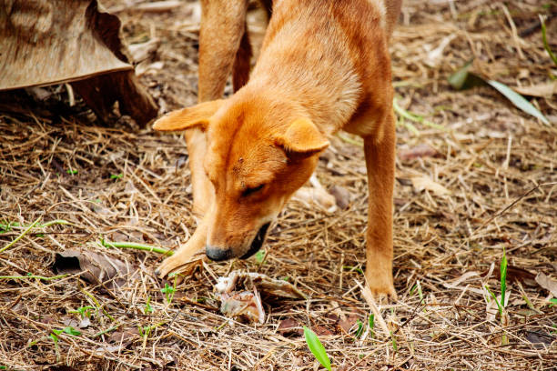 istock hungry homeless dog 1471553116