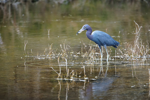 a Heron searches for food near the gulf coast of Texas