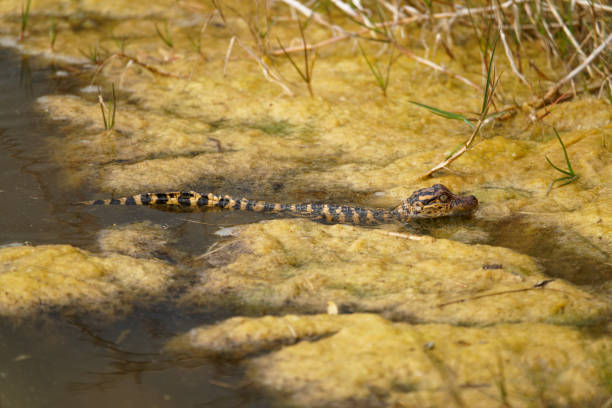 Alligators survive in the marsh along the gulf coast of Texas