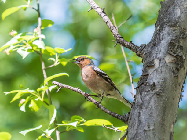 istock Common chaffinch, Fringilla coelebs, sits on a branch in spring on green background. Common chaffinch in wildlife. 1471556518