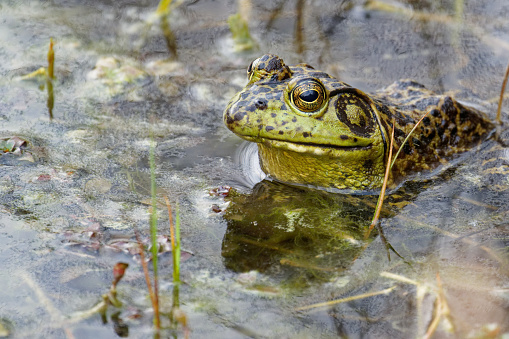 frogs survive in the fresh water lagoons of eastern Texas