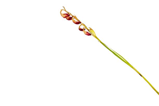 gambo secco del fiore di gladiolo con sfondo con spazio di copia - gladiolus single flower stem isolated foto e immagini stock