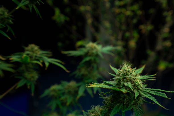 close-up gratificante cânhamo de cannabis com broto em instalações de cultivo, fazenda coberta. - gratifying - fotografias e filmes do acervo