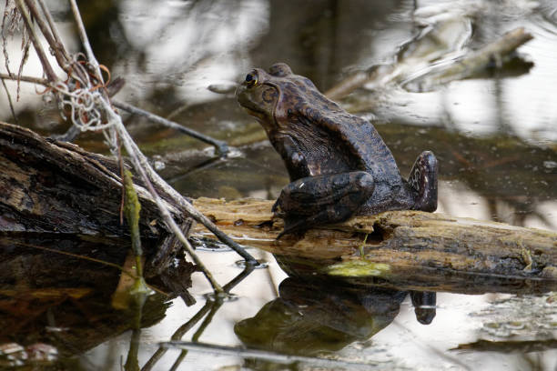 frogs survive in the fresh water lagoons of eastern Texas