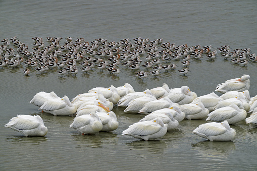 Pelicans and Avocets rest on their migration through Texas