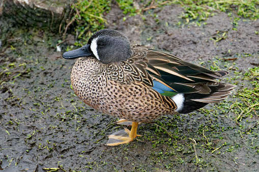 a Teal rests on the shore of South Padre Island texas