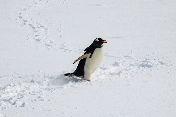 Portrait of a Gentoo penguin that is all alone on the Antarctic Peninsula with a very bright background