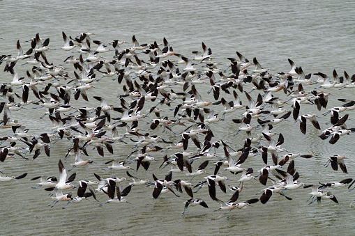 Avocets land in a lagoon on the gulf coast of Texas