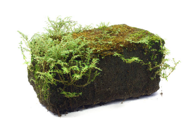 istock Green moss on stone, isolated on white background 1471562217