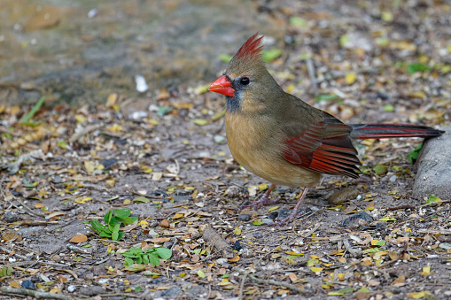 Cardinals feed in southern Texas