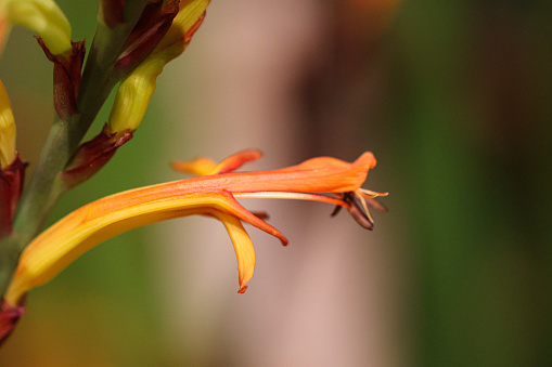An image of a Montretia bloom attached to a stem with buds. The stigma and the orange petals of the flower are in focus with a blurred background.