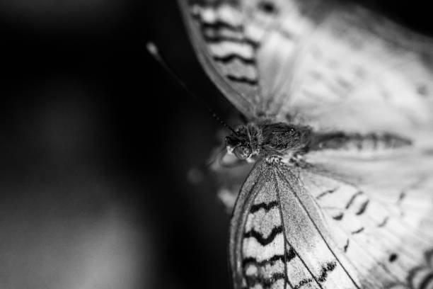 istock White Peacock Butterfly in Grayscale 1471563682