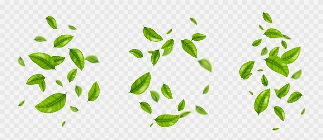 Falling tea leaves, realistic green foliage flying in air isolated on transparent background. Floral organic elements for products packaging design, advertising, promo, 3d vector illustration, set