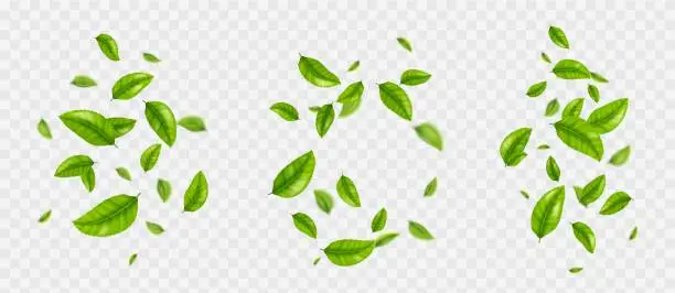 Vector illustration of Falling tea leaves, realistic green foliage flying
