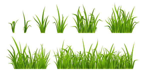 Green grass, weed plants for lawn, spring or summer field, garden or meadow. Borders and tufts of fresh grass blades isolated on white background, vector realistic set