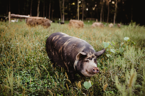 Pig on a free range farm