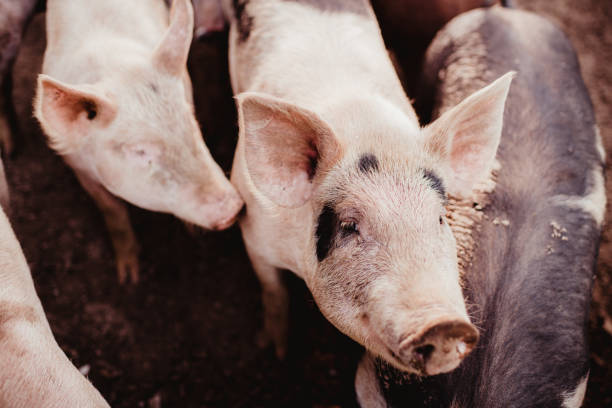 istock Pig on a farm 1471564605