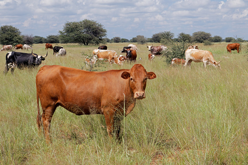 Livestock farming  at Chapada Diamantina - Bahia - Brazil