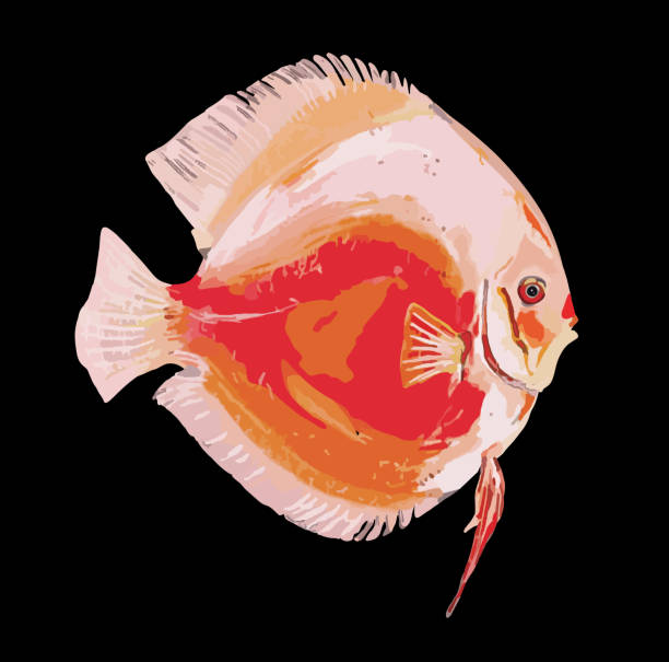 4discus Fish Vector Drawing 70+ Discus Fish Illustrations, Royalty-Free Vector Graphics & Clip Art ...