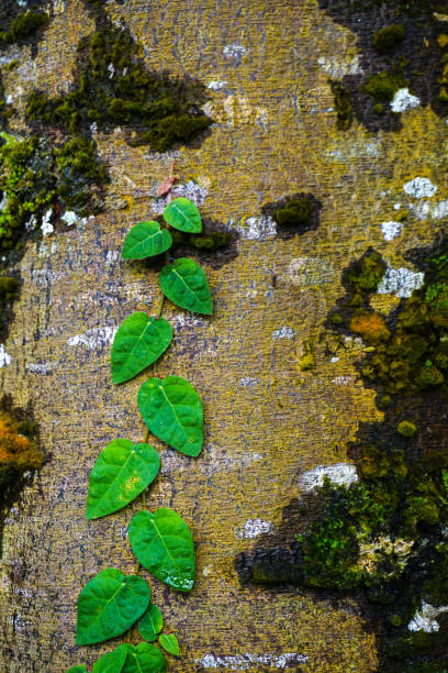 foglia verde pianta di vite copertura muro mattone cemento - ivy brick wall vine foto e immagini stock