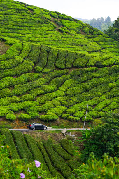istock Tea plantation in Cameron Highlands, Malaysia 1471564956