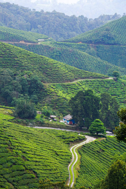 istock Tea plantation in Cameron Highlands, Malaysia 1471564982