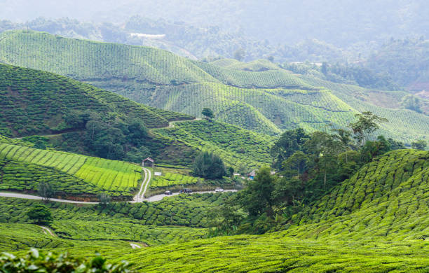 istock Tea plantation in Cameron Highlands, Malaysia 1471565513