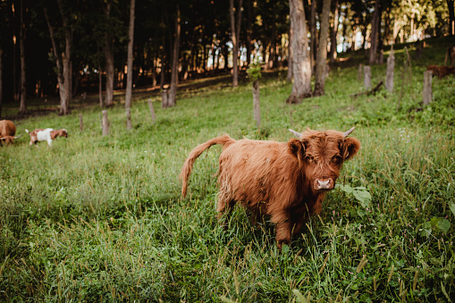 Young highland cow outdoors