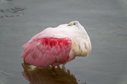 Spoonbills spend the winter months on the gulf coast of Texas