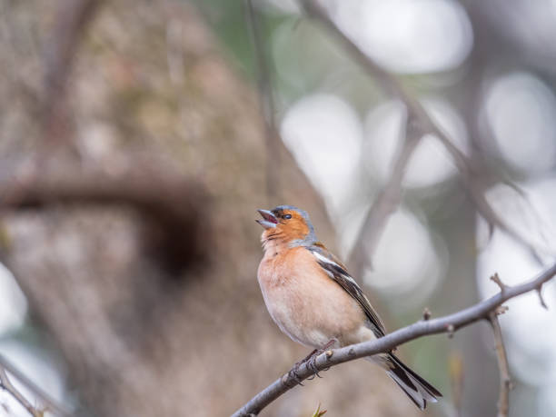 istock Common chaffinch, Fringilla coelebs, sits on a tree. Common chaffinch in wildlife. 1471566090