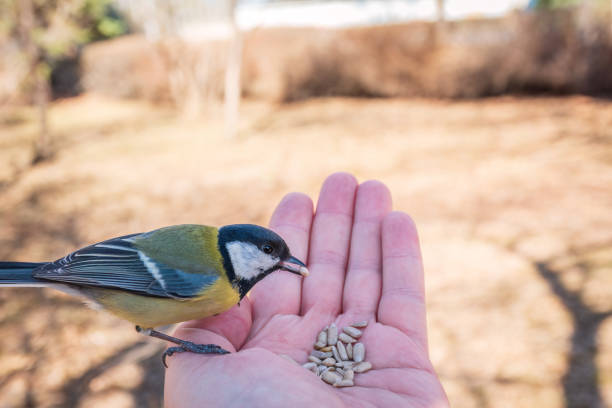 istock A tit sits on a man's hand and eats seeds. 1471566103