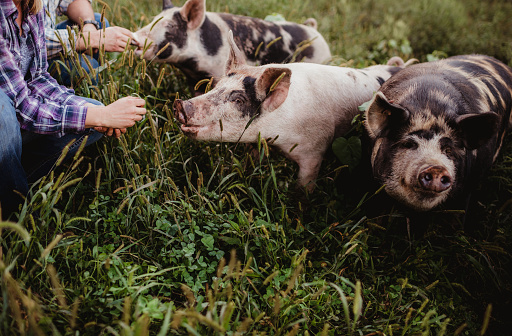 Feeding pigs outdoors on a farm