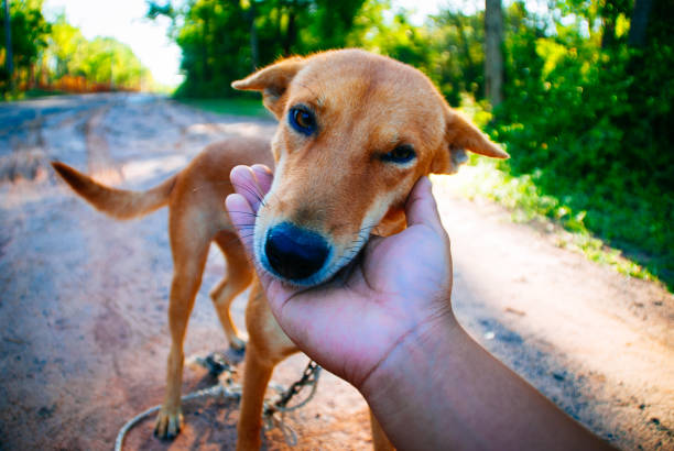 petting homeless dog
