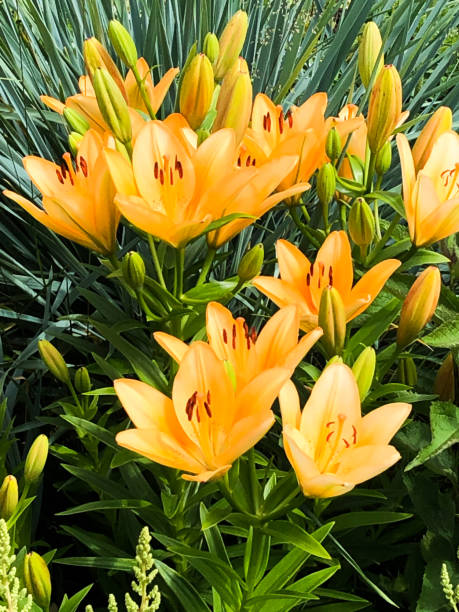 새싹이있는 오렌지 백합 덤불 - asiatic lily 뉴스 사진 이미지