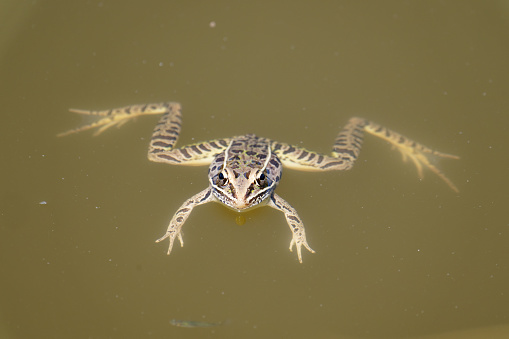 a frog stays cool in a pond near Aransas National Wildlife Reuge