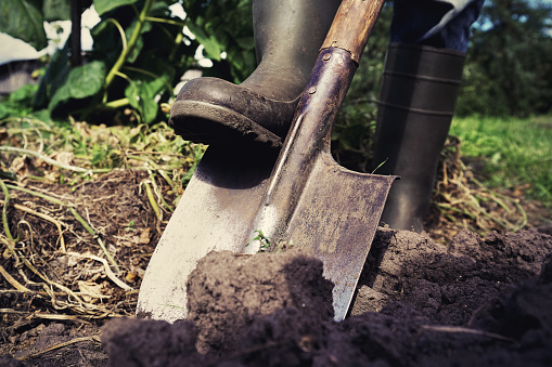 Iron shovel for digging up earth in garden bed is stuck into loose soil with farmer foot in rubber boot