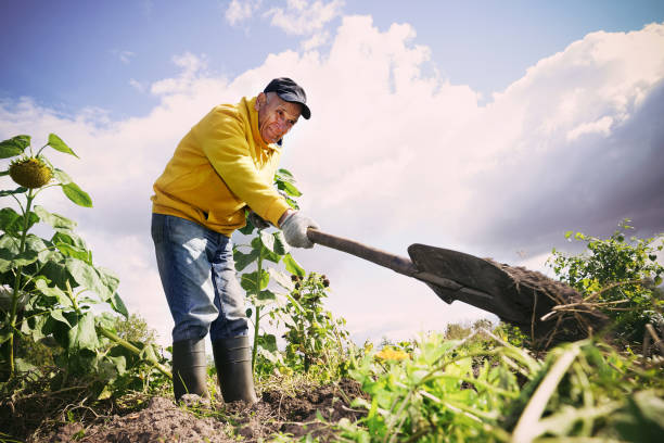 istock Man working in garden bed digging up earth and throwing it aside 1471571883