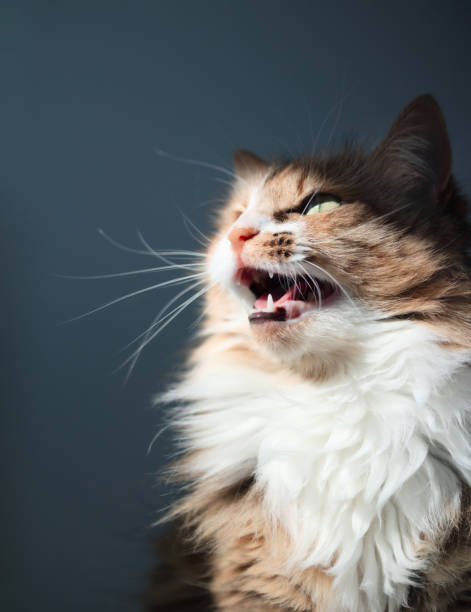 gato cantando o parloteando mientras está sentado junto a la ventana. - chirrup fotografías e imágenes de stock