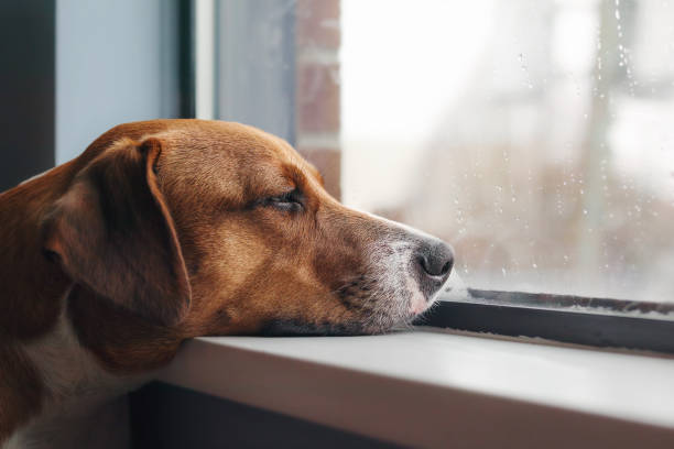Bored dog with head on window sill while looking at the rain outside. stock photo
